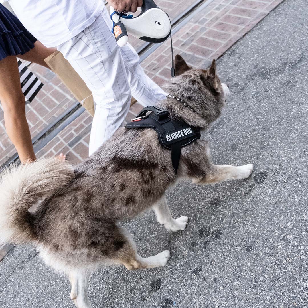1080x1080Social-3 Service animal with vest