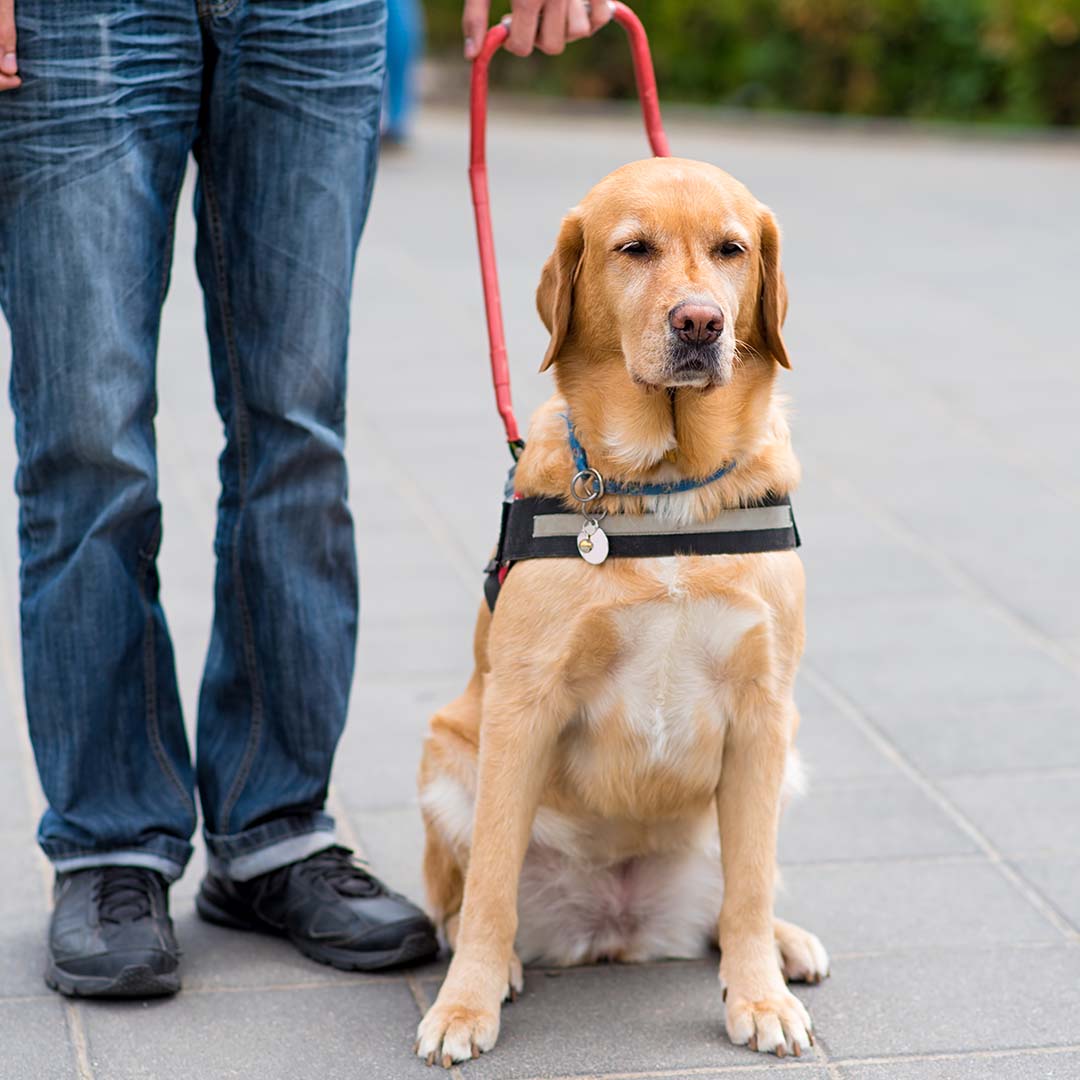 1080x1080Social-4 Service animal and his handler